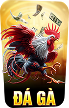 Đá gà 555WIN